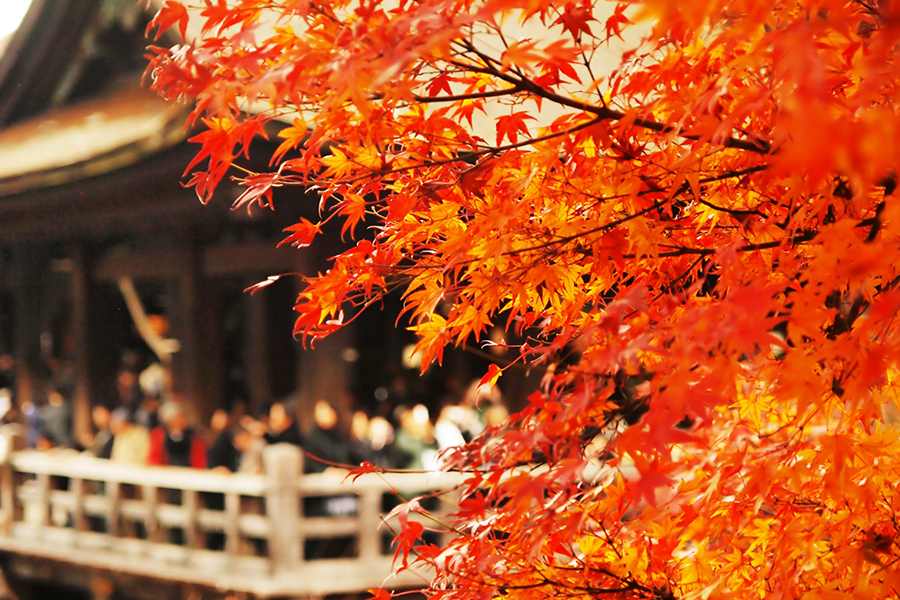 秋の京都の決定版！京都五条大宮にオープン